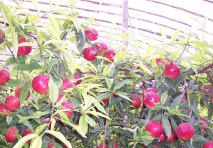 河北平泉：大棚桃助农致富增收 ()