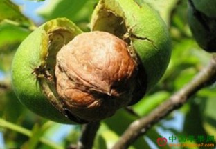 核桃价格大幅下跌 ()