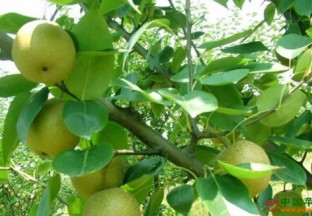上海浦东：全力打造优质梨生产基地 ()