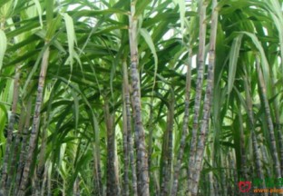 广东肇庆：甘蔗丰收  百姓致富 ()