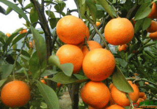 浙江临海：涌泉蜜橘带来甜蜜生活 ()