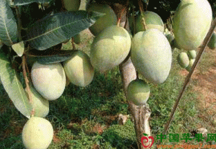 广西百色：田东国家芒果种质园开工 ()