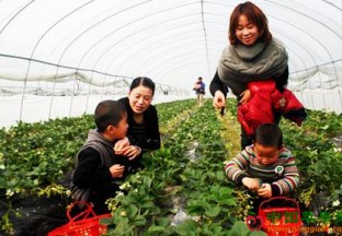 浙江奉化：草莓采摘乡村游火爆元旦 ()