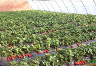 浙江嘉兴：大棚草莓卖出好价格 ()