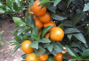 广西来宾：砂糖橘化身“脱贫果” ()