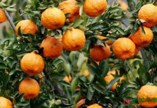 重庆梁平：新鲜椪柑火热上市 ()