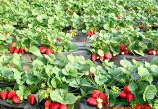 重庆黔江：冬草莓抢鲜上市 ()