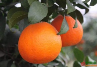 浙江省台州：“红美人”柑橘“落地生根” ()