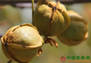 安徽合肥：发展山核桃产业 带动百姓增收 ()