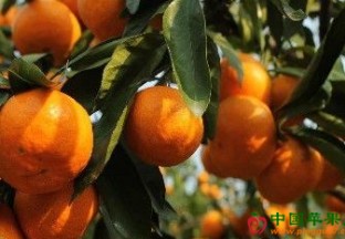 浙江衢州：大力推动柑橘产业转型 ()