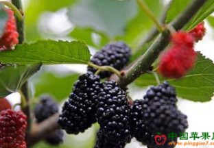 德州夏津：夏津椹果入选首批山东特色农产品优势区名单 ()