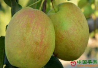 山西晋中：玉露香梨获绿色食品博览会金奖 ()