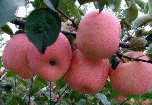 河南虞城：苹果“带火”一方乡村 ()