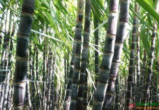 广西上思县：黑皮甘蔗新鲜上市 ()