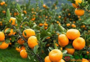四川眉山：“眉山春橘”成晚熟柑桔区域品牌 ()