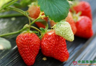 广州增城：首届草莓文化节开幕 ()