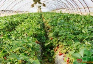 山东临沂：大棚草莓抢鲜上市 ()