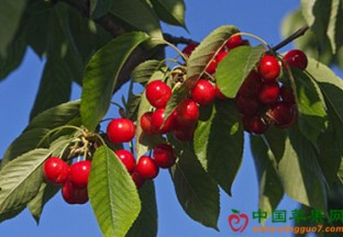 江苏无锡：进口车厘子价格滑落 ()