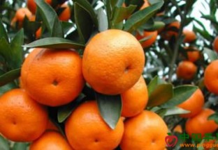 广西环江：沃柑砂糖橘节开幕 ()