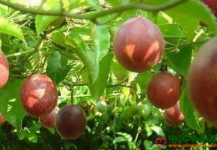 福建：特色百香果产业发展迅猛 ()