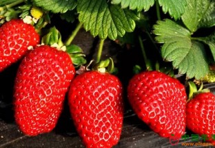 上海金山区：2019金山草莓节隆重开幕 ()