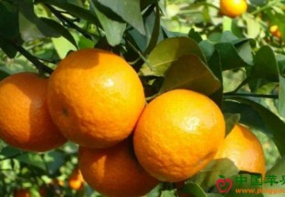 四川青神县：柑橘丰产  增收有望 ()