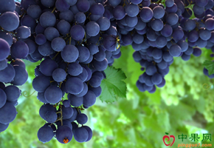 山东济阳：冰美人葡萄亮相泉城广场文化节 ()