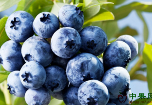 河南鲁山：补贴政策带动蓝莓产业发展 ()