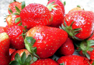 山东泰安：新鲜草莓集中上市 ()