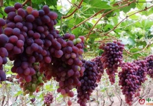 湖南江华县：葡萄产业成百姓致富新法宝 ()