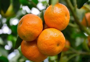 湖南郴州：政府召开蔬菜茶叶柑橘产业发展座谈会 ()