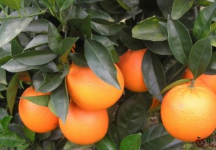 重庆奉节：编制脐橙价格指数势在必行 ()