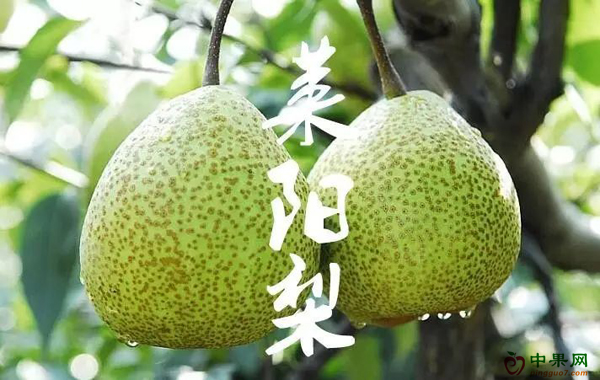 莱阳梨