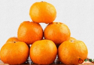 贵州从江：椪柑带来甜蜜好日子 ()