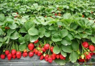 河南许昌：草莓产业助力百姓脱贫 ()