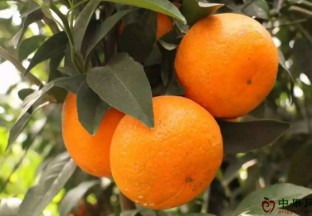 广西南宁：武鸣沃柑推介会在京举行 ()