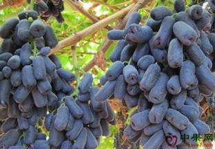 山东济阳：葡萄冰美人销售火热 ()