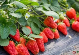 河北平泉市：发展草莓大棚助力百姓增收 ()