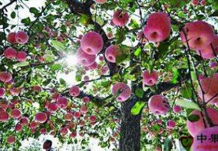 甘肃平凉崆峒区：给苹果产业加把火 ()