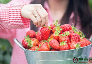 甘肃平凉：草莓丰收农家乐 ()