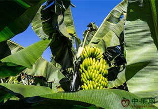 重庆丰都：香蕉价格“节节高” ()