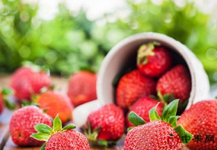 上海浦东草莓擂台赛中获佳绩 ()