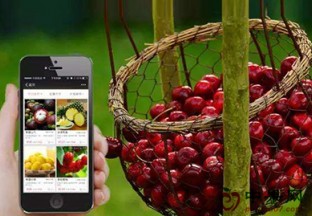 山东平度：电商做桥卖出好价格 ()