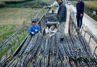 广西柳州：卖果蔗 好过年 ()