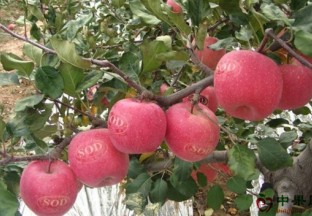 山东东营：一喷一刻 苹果化身“金果子” ()