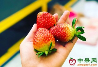 山东泰安：草莓产业带动百姓致富增收 ()