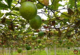 重庆万州龙驹：千亩百香果帮助百姓扶贫增收 ()