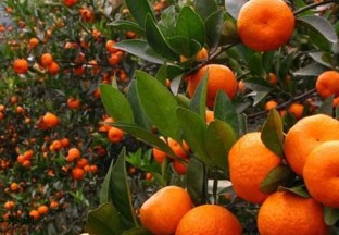 重庆：柑橘增产更增收 ()