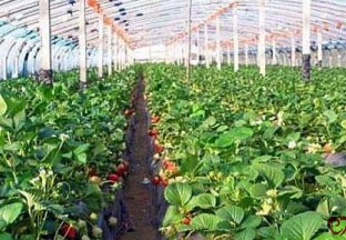 甘肃武威：小草莓带来大收成 ()