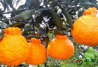 广西：把加工基地建在柑橘地头 ()